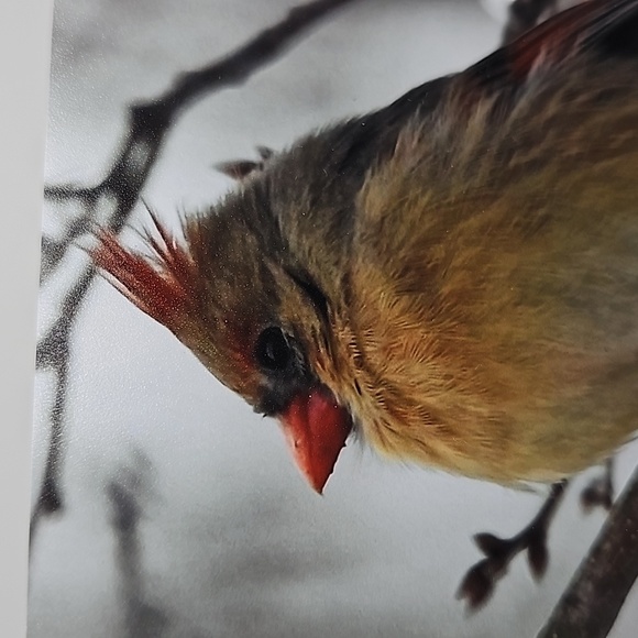 4x6 Cardinal‎ Art Painting Print - Picture 3 of 4
